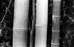 Bamboo