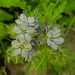 20210708 1379CPw [D~LIP] Rainfarn-Phazelie (Phacelia tanacetifolia) [Büschelschön], Bad Salzuflen