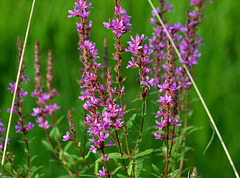 Cat Tails.......Lytrhum Salicara