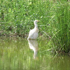 Cattle egret at the edge of the pond