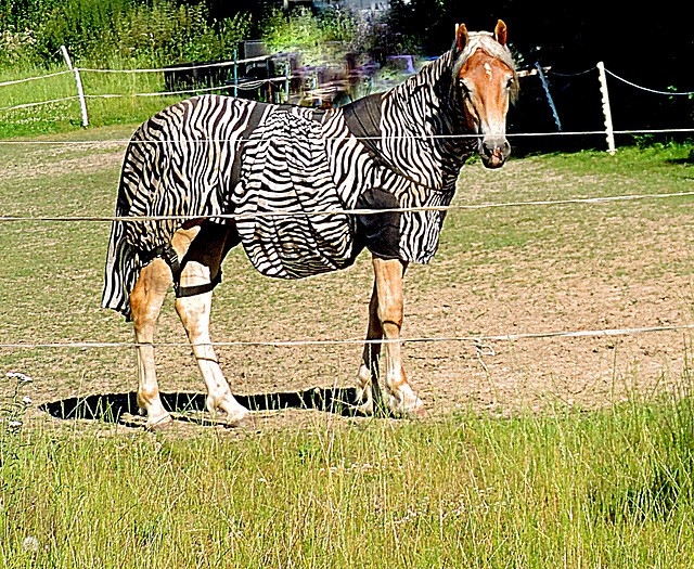 Horse  or Zebra ?