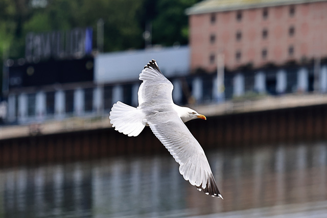EOS R7 Peter Harriman 14 47 02 10065 gullPavilion dpp