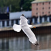 EOS R7 Peter Harriman 14 47 02 10065 gullPavilion dpp