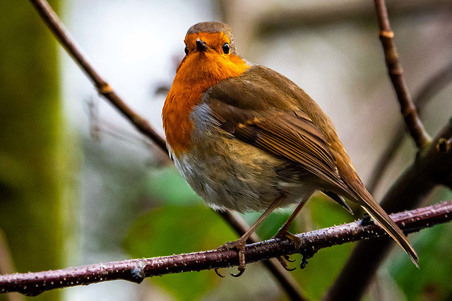 Robin