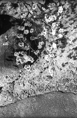 Plum Blossom 04