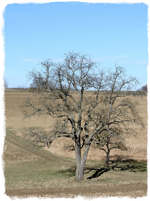 winter tree and blue sky