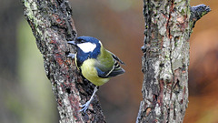 Blue Tit