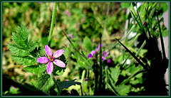 Herb Robert