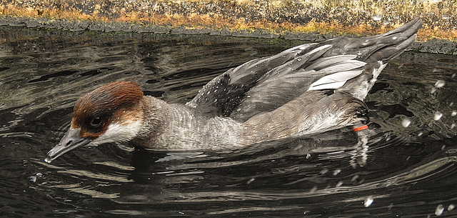 20190907 6045CPw [D~HRO] Mittelsäger (Mergus serrator), Zoo, Rostock