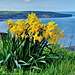 Daffodils with a sea view