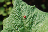 Multi-coloured lady Beetles / Harmonia axyridis