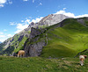 Berggipfel Tierhörnli gesehen von der Engstligenalp