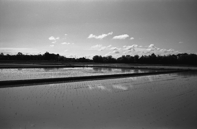 Rice paddies in June