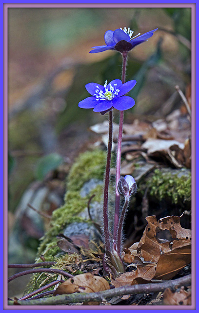 Leberblümchen (Hepatica nobilis)