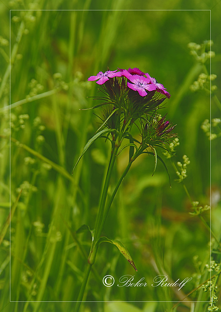 Szakállas szegfű (Dianthus barbatus)