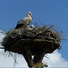 Storks family..