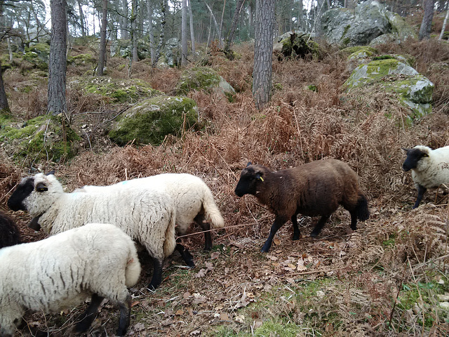 Transhumance du 16 mars 2016