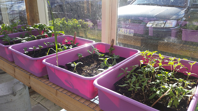 we have seedlings!