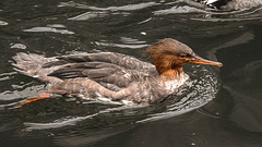 20190907 6047CPw [D~HRO] Mittelsäger (Mergus serrator), Zoo, Rostock