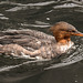 20190907 6047CPw [D~HRO] Mittelsäger (Mergus serrator), Zoo, Rostock