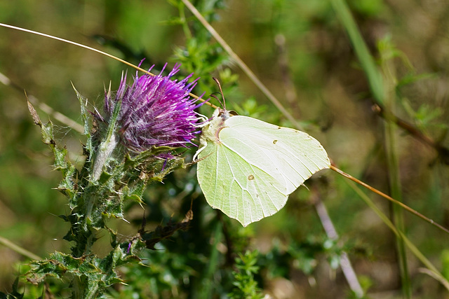 Gonepteryx rhamni (♀) im Hainholz