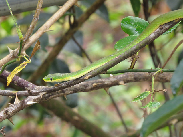 Rough green snake