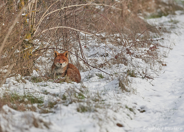 Renard dans la Neige