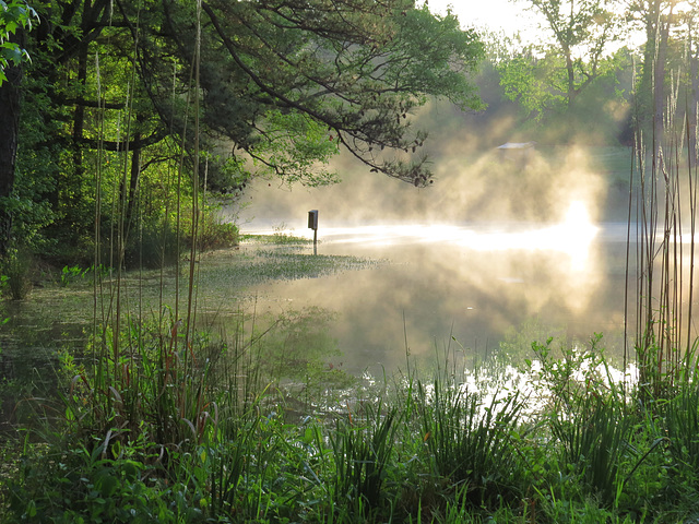 Foggy sunrise