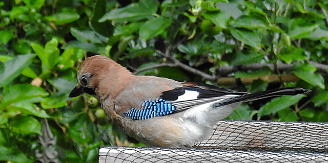 20210630 1223CPw [D~LIP] Eichelhäher (Garrulus glandarius), Bad Salzuflen