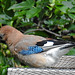 20210630 1223CPw [D~LIP] Eichelhäher (Garrulus glandarius), Bad Salzuflen