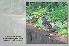 Female Chaffinch - East Blatchington Pond - Seaford - 14.5.2016