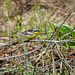 Day 12, Magnolia Warbler, Cap Tourmente