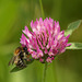 Bee in Clover 2