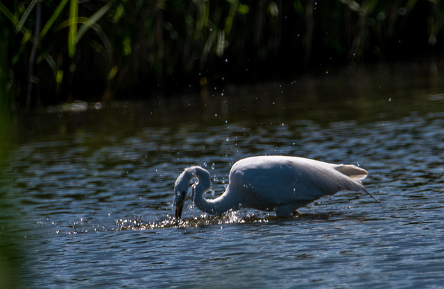 Great Egret fishingv6t