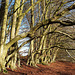 Danebury Iron Age Hillfort