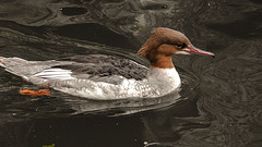 20190907 6048CPw [D~HRO] Mittelsäger (Mergus serrator), Zoo, Rostock