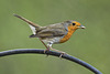 Robin