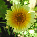 20210708 1382CPw [D~LIP] Kronen-Wucherblume (Glebionis coronaria var. discolor), Bad Salzuflen