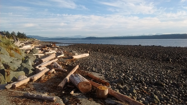 Perspective de bois flottant / Drifted wood's perspective