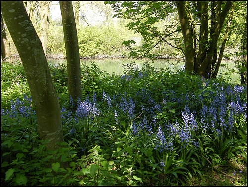 bluebells at Grandpont