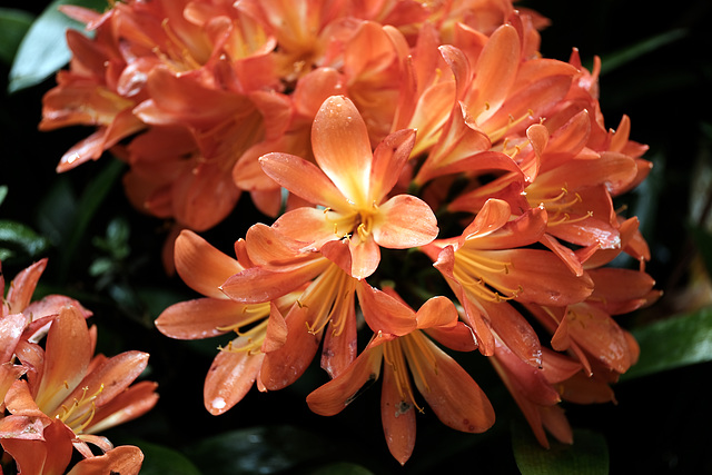 Madeira Funchal May 2016 Xpro2 Touit 50mm Monte Botanical Gardens 1