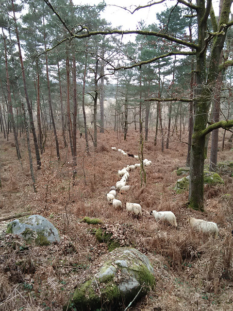 Transhumance du 16 mars 2016