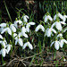 snowdrops