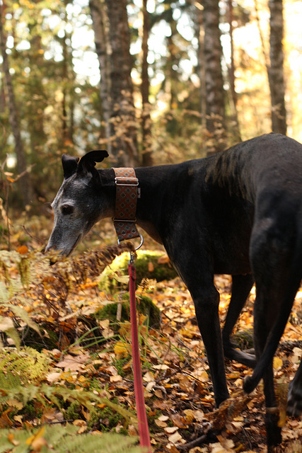 Keltainen metsä