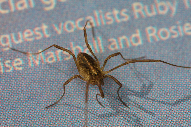 HarvestmanIMG 3355