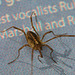 HarvestmanIMG 3355