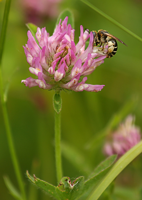 Bee in Clover