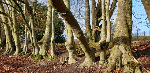 Danebury Iron Age Hillfort