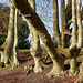 Danebury Iron Age Hillfort