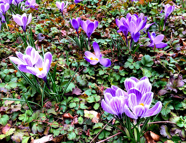 Der Frühling naht...